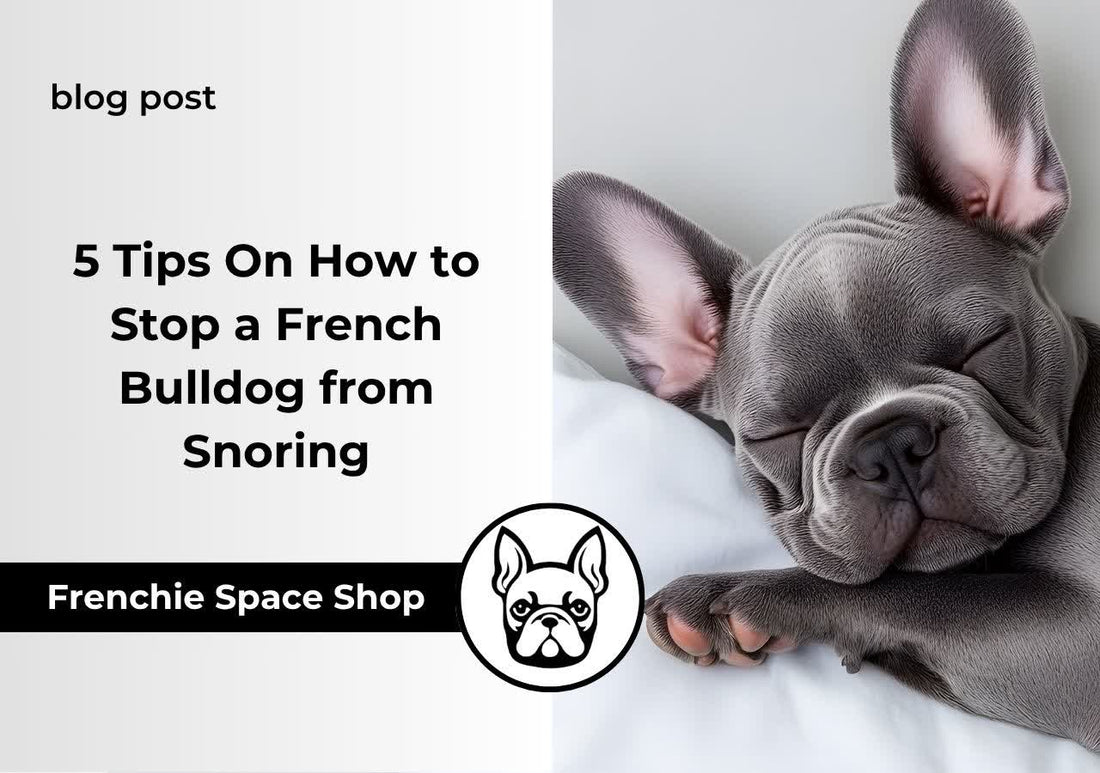 frenchie space french bulldog snoring
