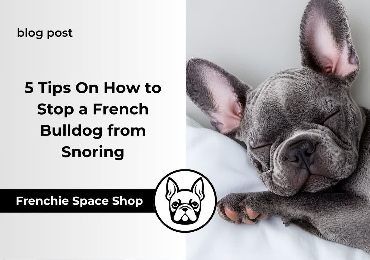 frenchie space french bulldog snoring