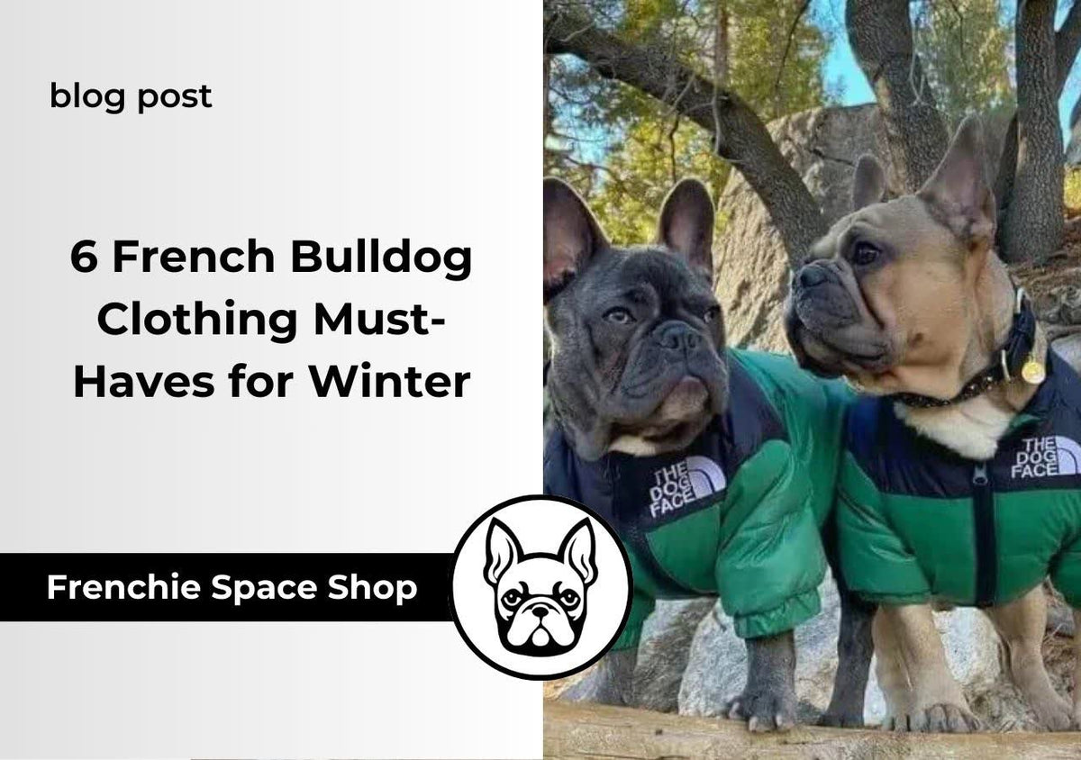 6 French Bulldog Clothing Must-Haves for Winter