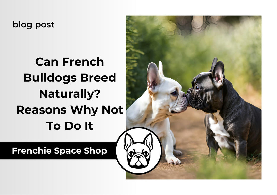 Can French Bulldogs Breed Naturally Reasons Why Not To Do It