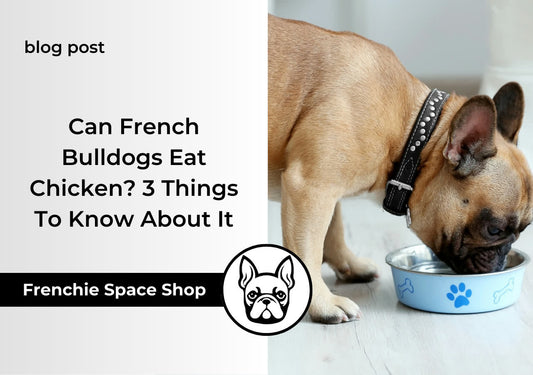 Can French Bulldogs Eat Chicken 3 Things To Know About It