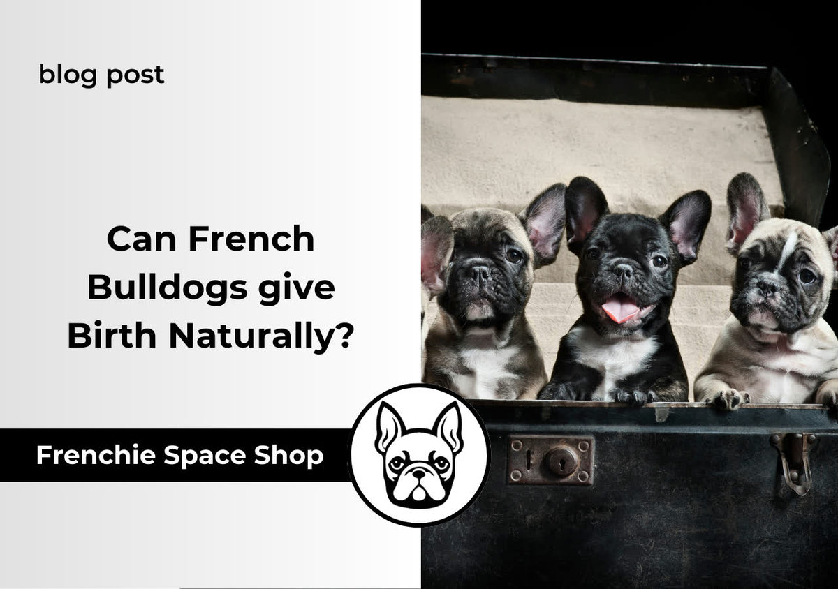 can french bulldogs give birth naturally