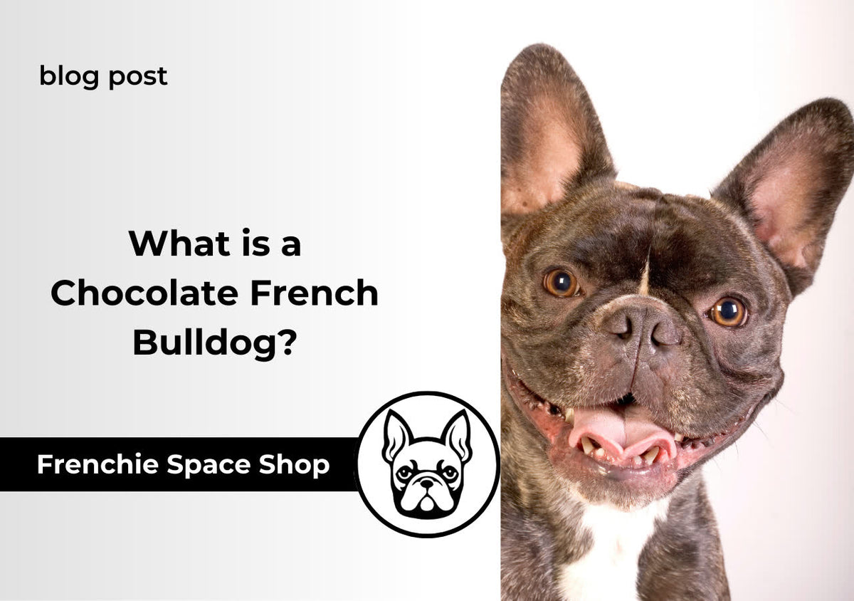 choco frenchie