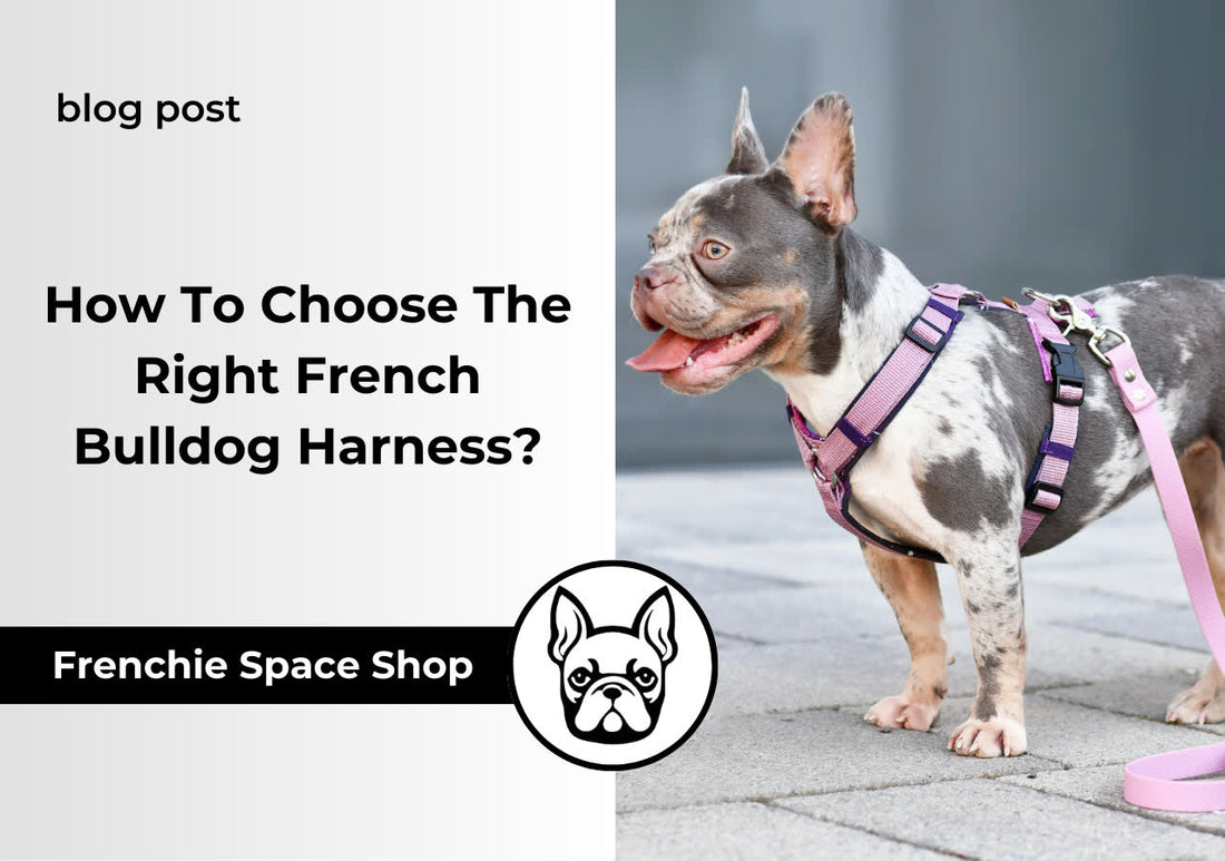 How To Choose The Best French Bulldog Harness? 5 Best Picks