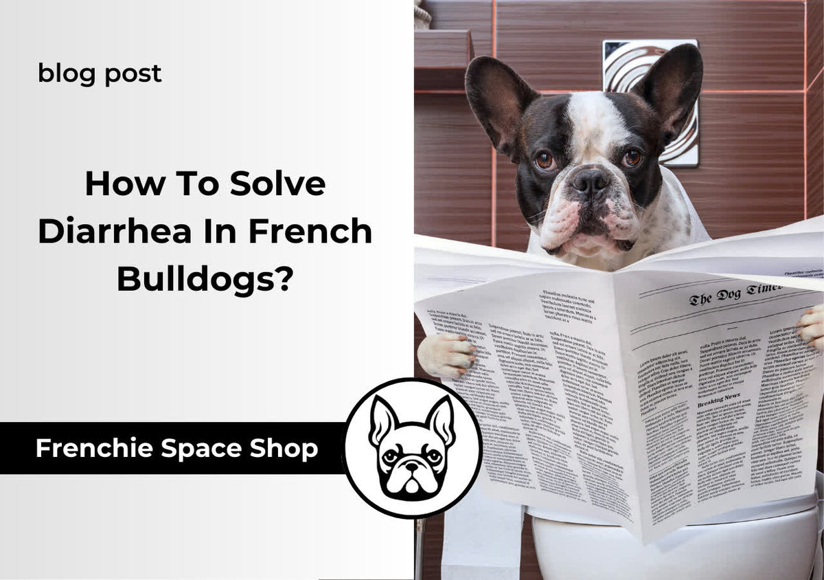How To Solve Diarrhea In French Bulldog? Best Treatment Tips