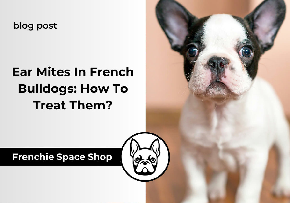 ear mites in french bulldogs