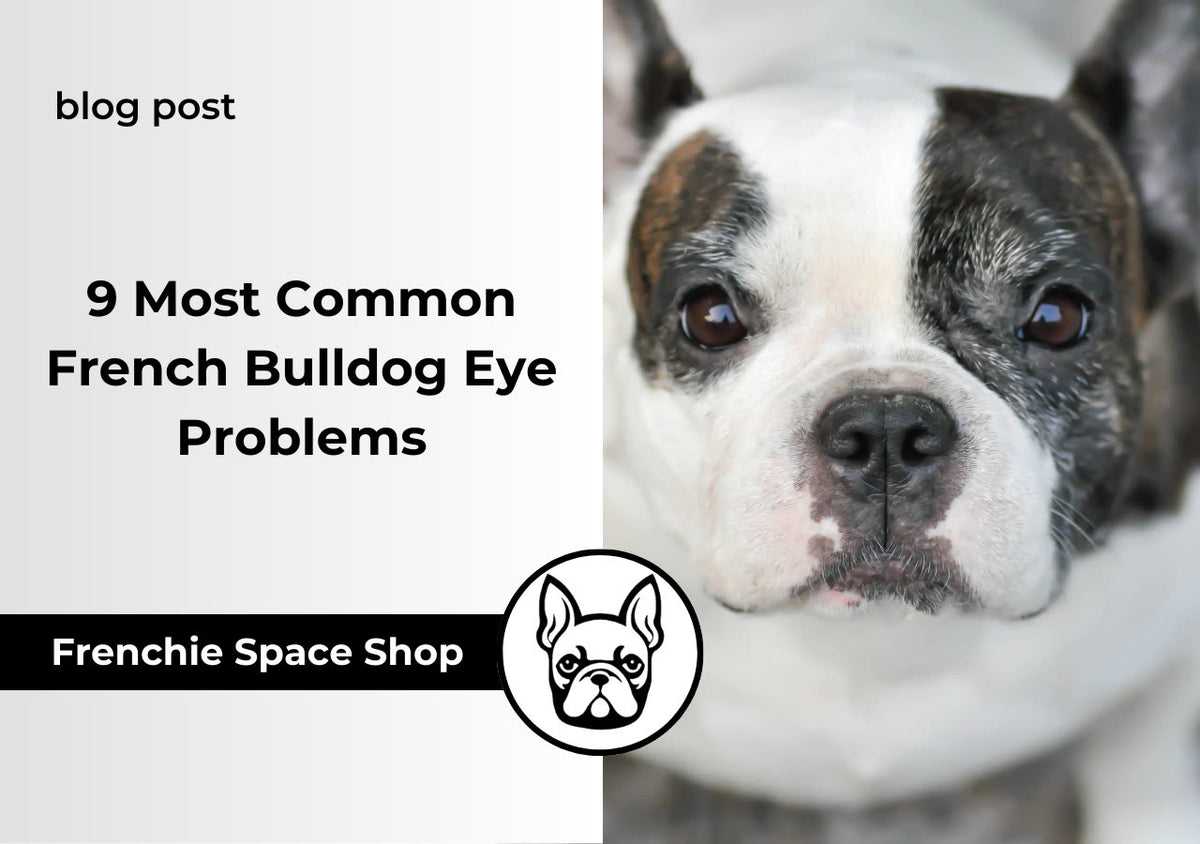 eye problems in french bulldogs