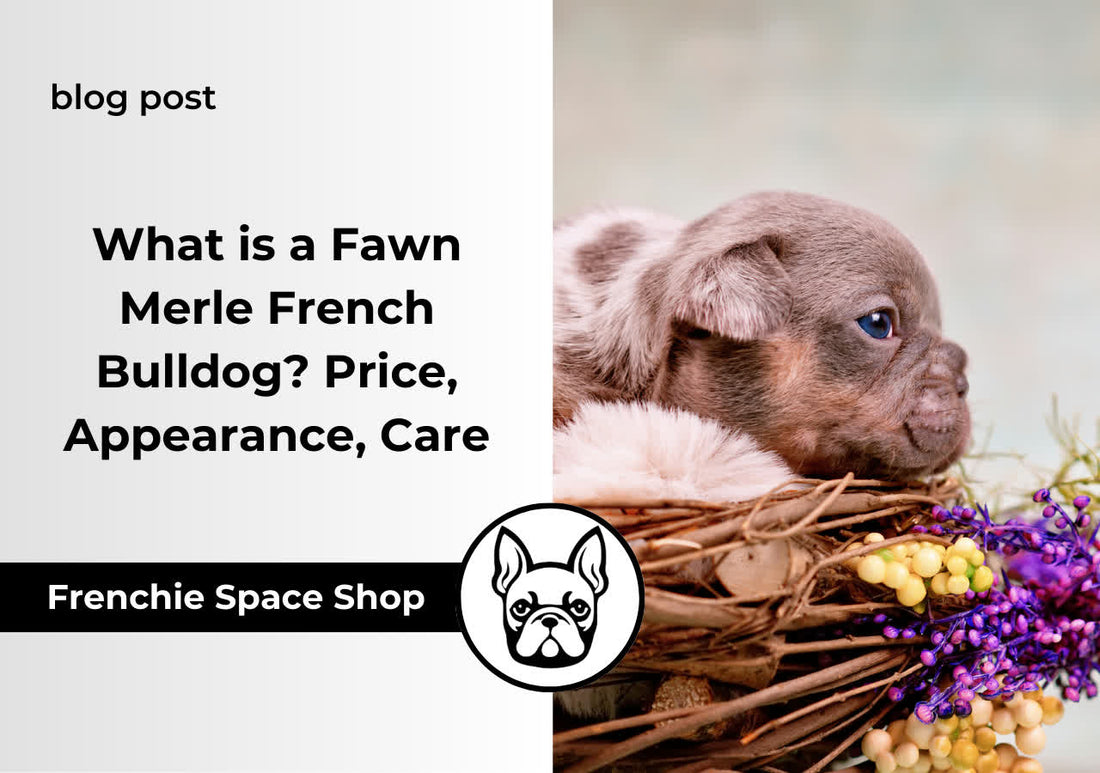 frenchie space fawn merle french bulldog
