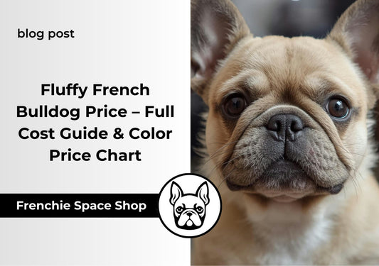 frenchie space fluffy french bulldog