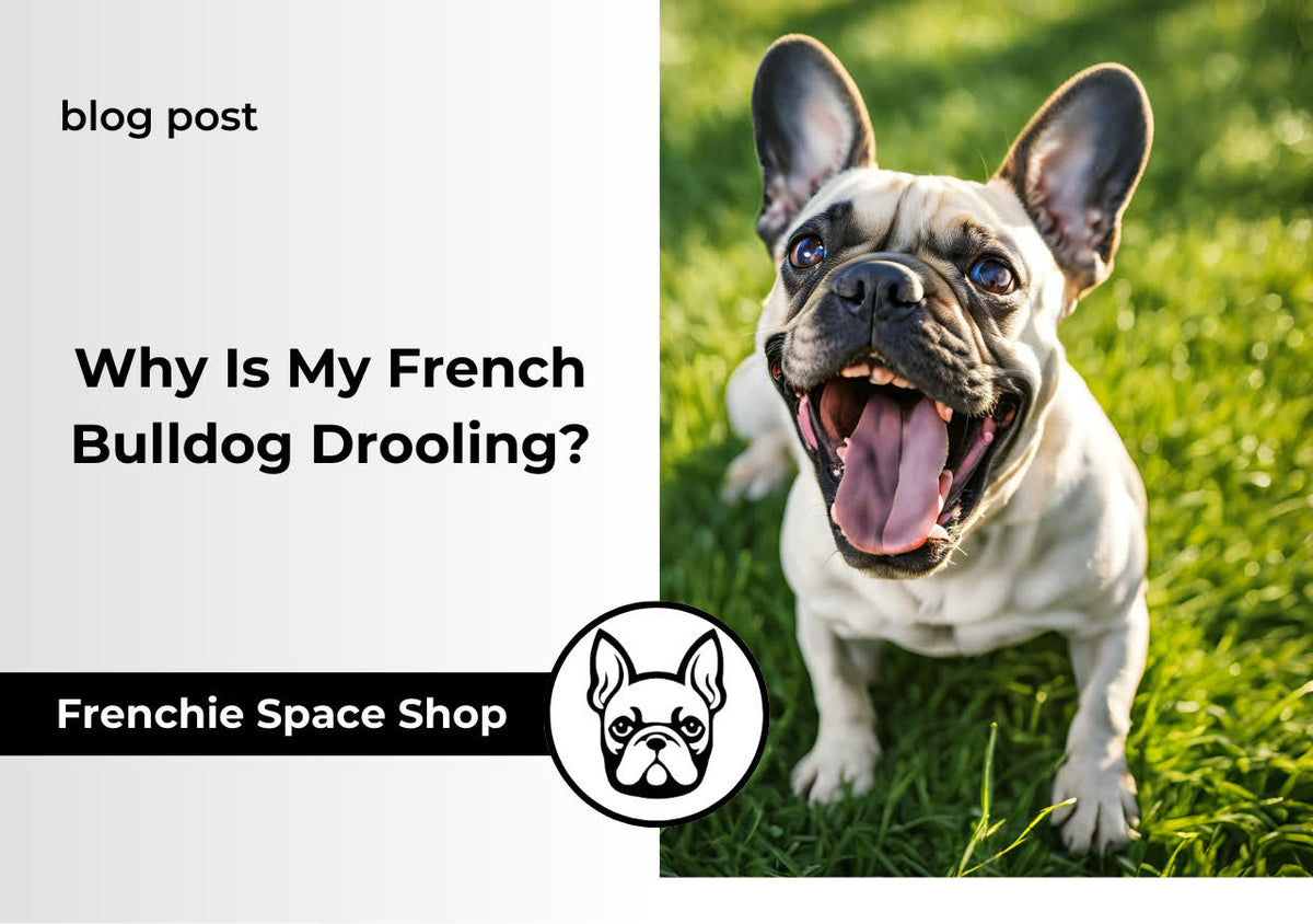 french bulldog drooling frenchie space