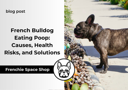 French Bulldog Eating Poop Causes, Health Risks, and Solutions