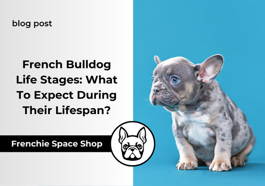 french bulldog life stages