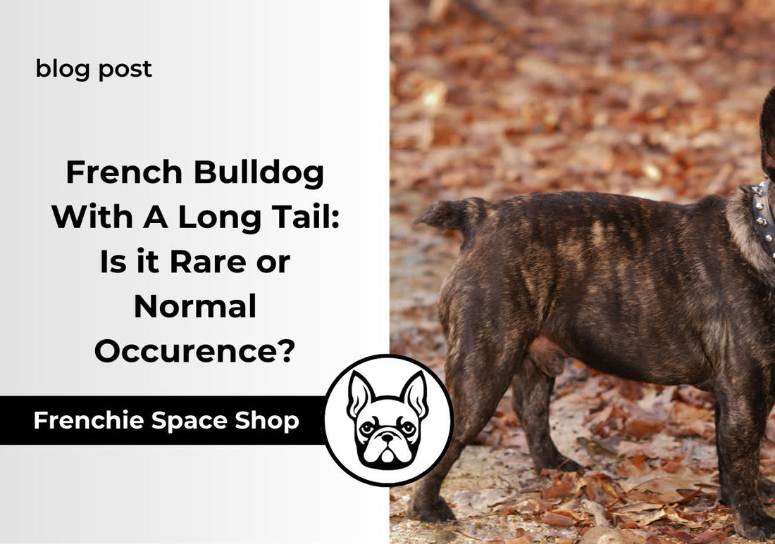 French Bulldog With A Long Tail Is it Rare or Normal Occurence