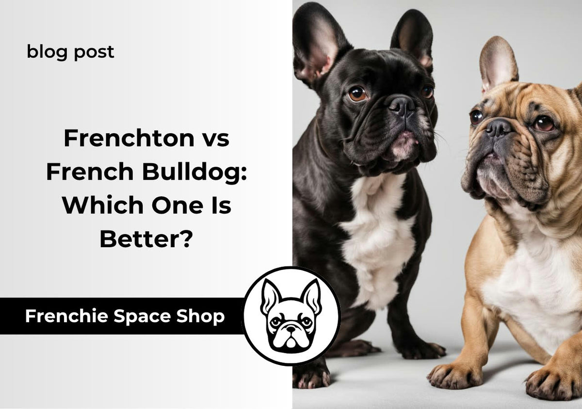 frenchton vs french bulldog