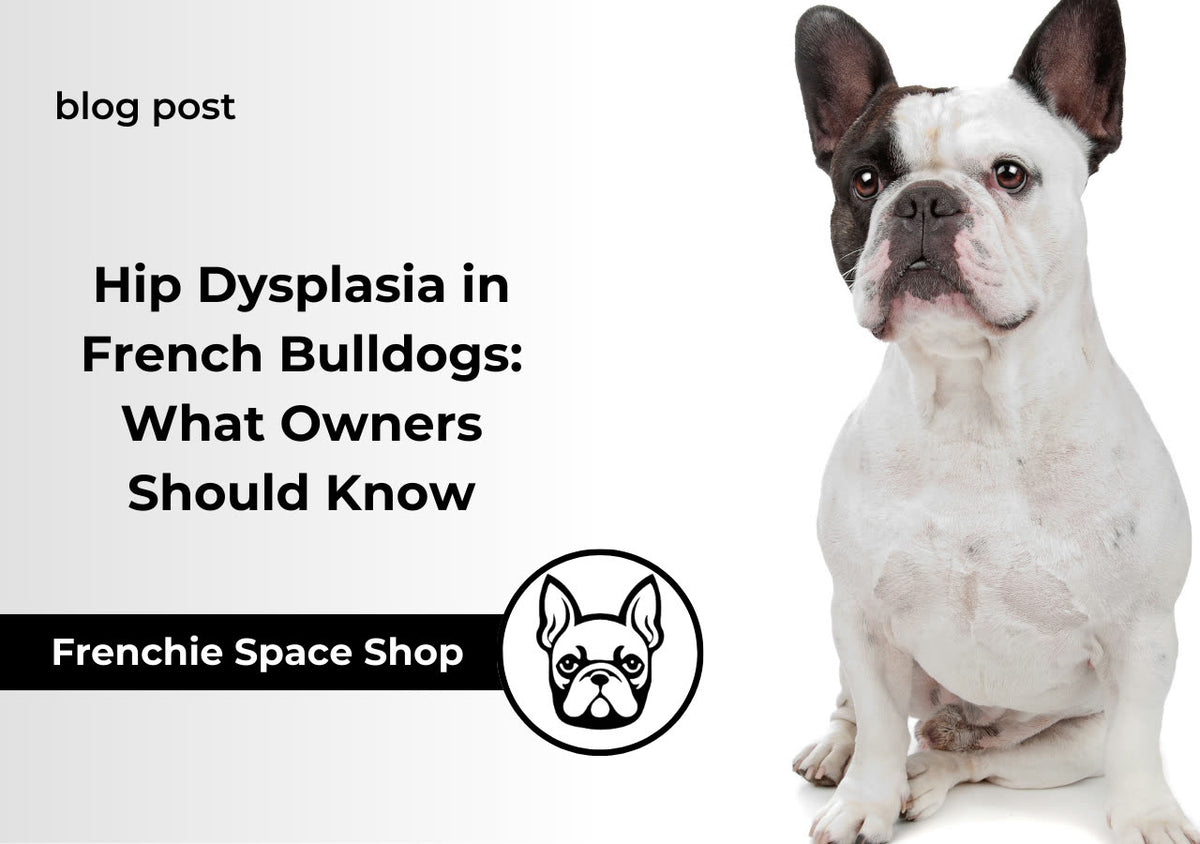 Hip Dysplasia in French Bulldogs: What Owners Should Know