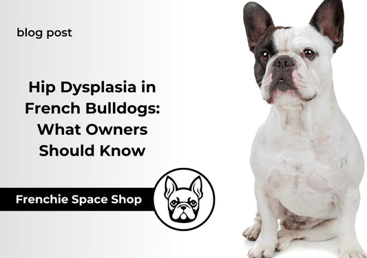 Hip Dysplasia in French Bulldogs: What Owners Should Know