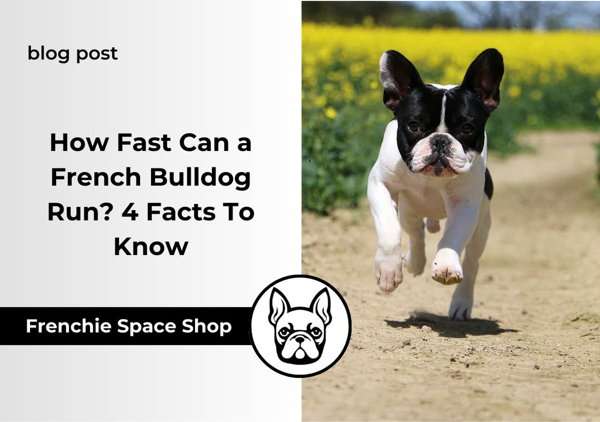 How Fast Can a French Bulldog Run? 4 Facts To Know