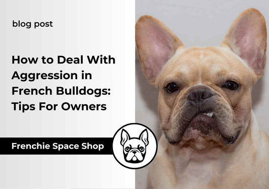 frenchie space french bulldog aggression