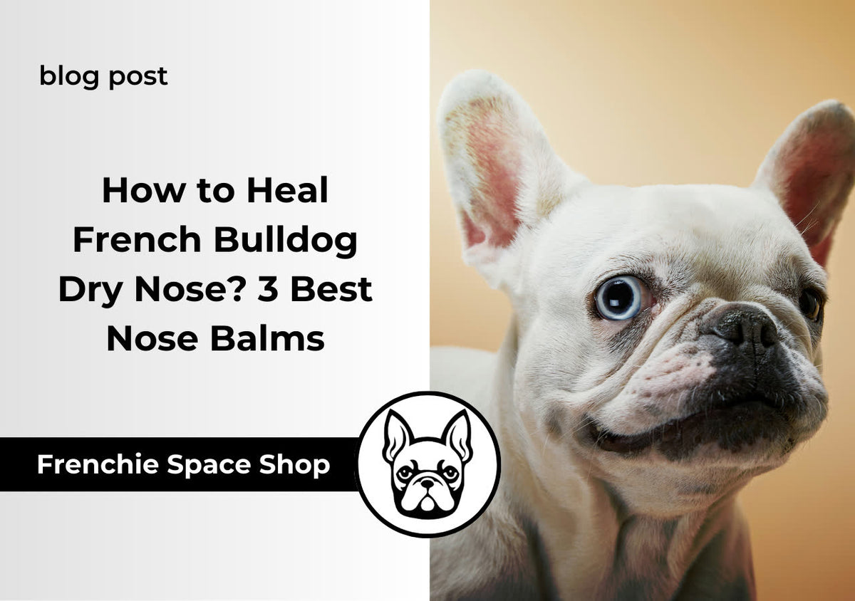 frenchie dry nose