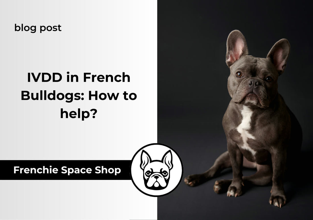 ivdd in french bulldogs
