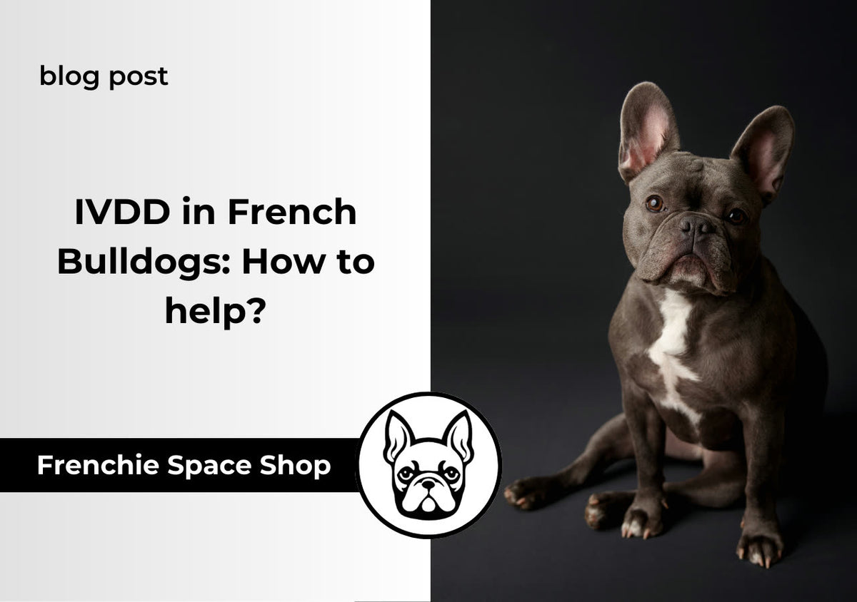 ivdd in french bulldogs