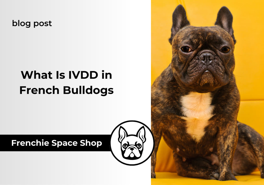 ivdd in french bulldogs