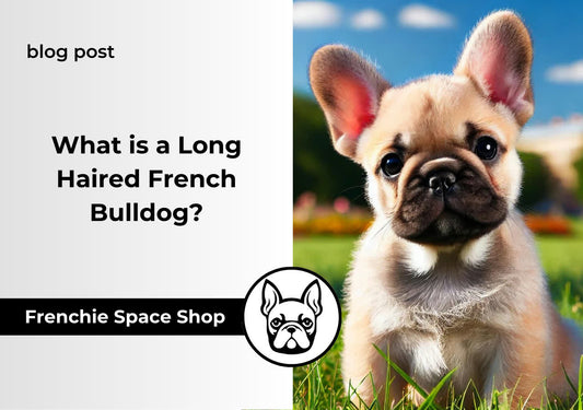 Long Haired French Bulldog: 10 Things You Need To Know