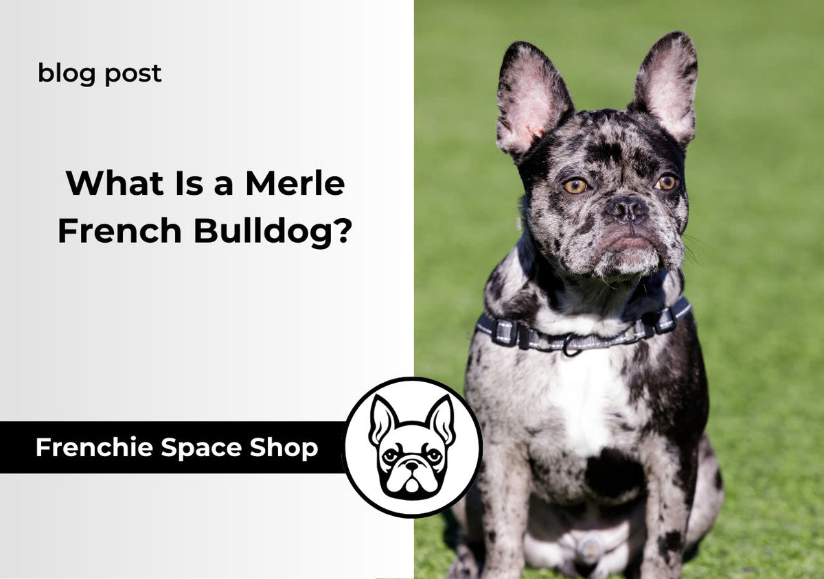 merle french bulldog