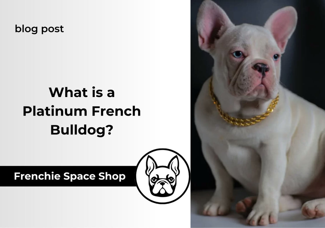 frenchie space platinum dog