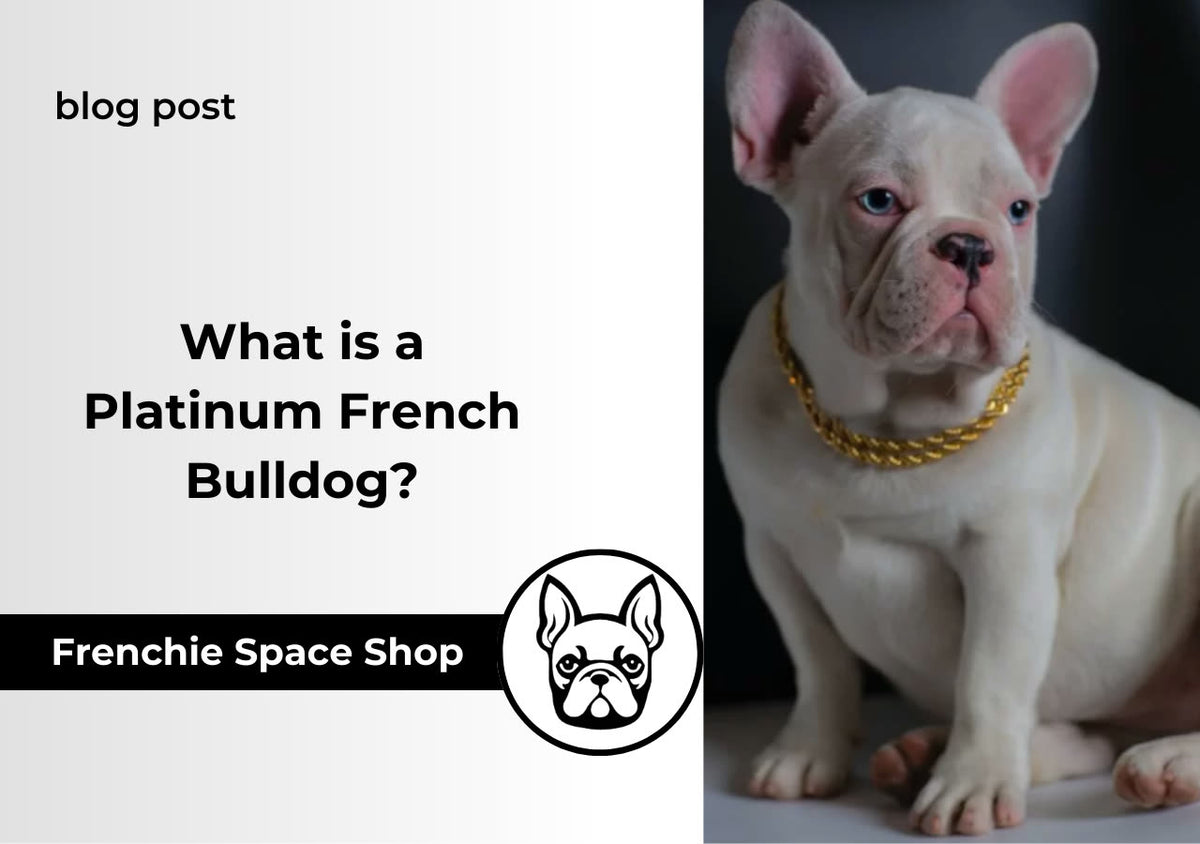 frenchie space platinum dog