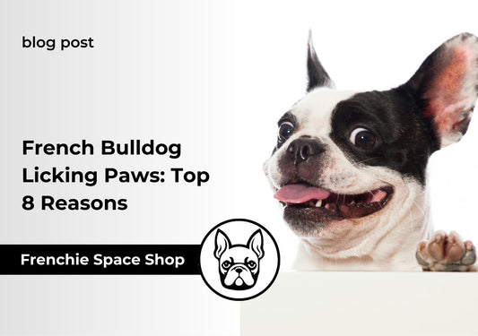 french bulldog paw licking