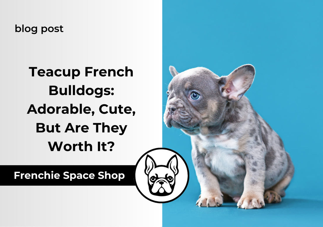 frenchie space teacup french bulldogs