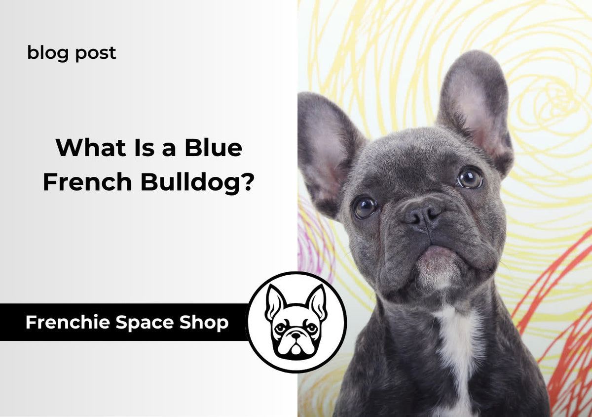 blue french bulldog