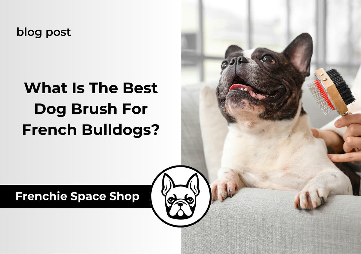 brush for a frenchie
