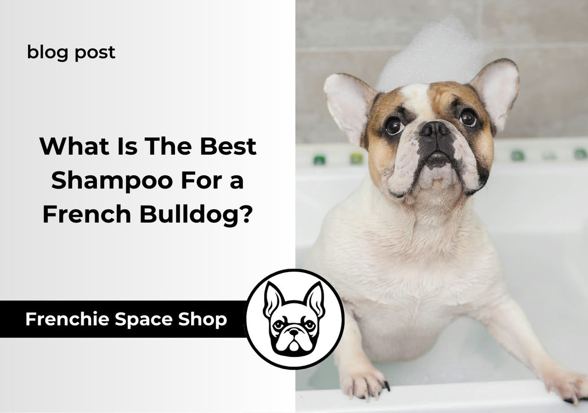 french bulldog shampoo
