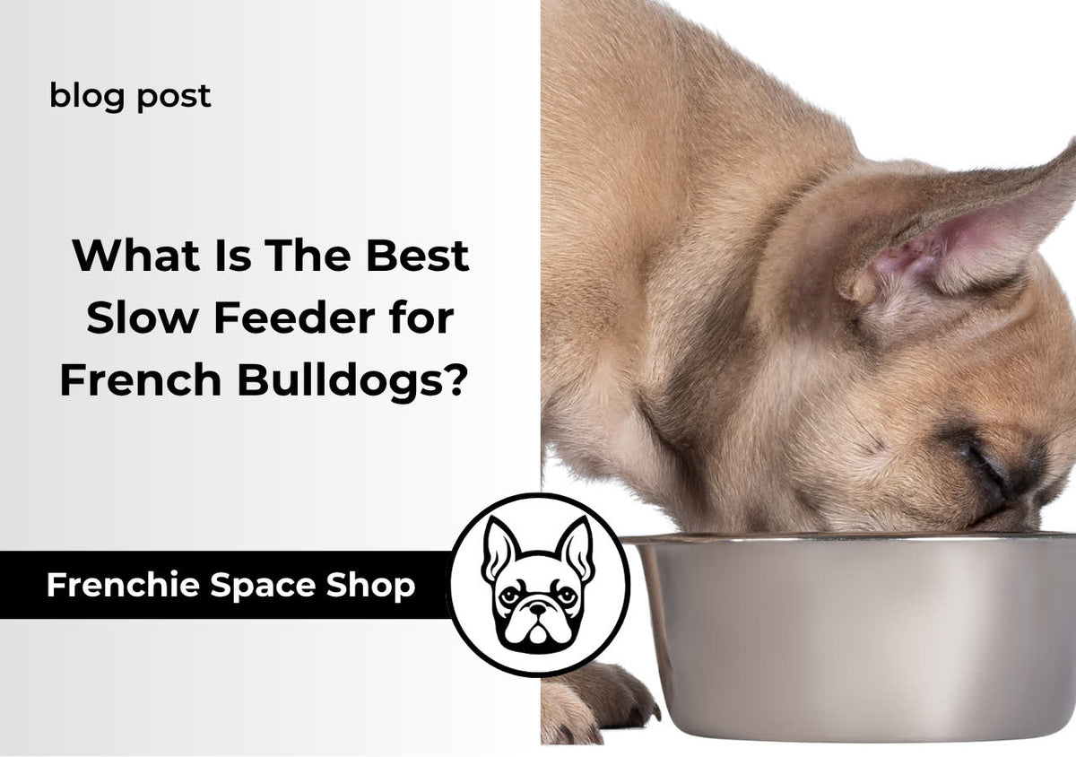 What Is The Best Slow Feeder for French Bulldogs? Top 4 Picks