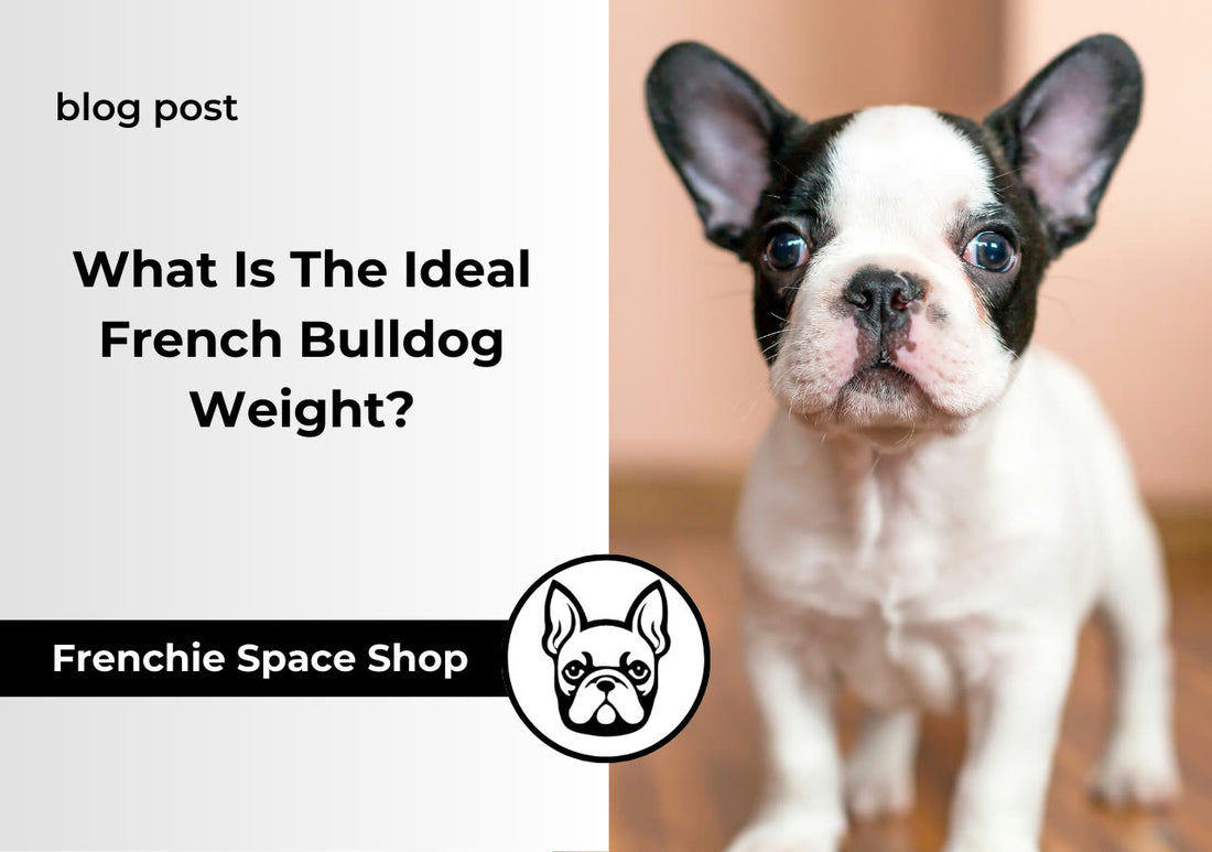 frenchie weight