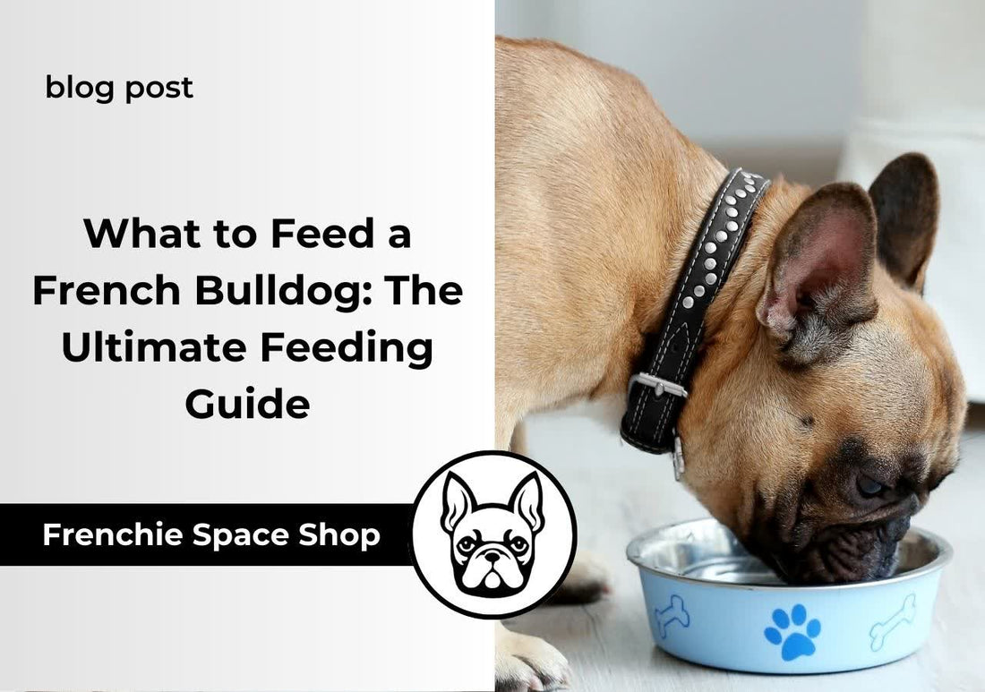 frenchie space what do i feed a french bulldog