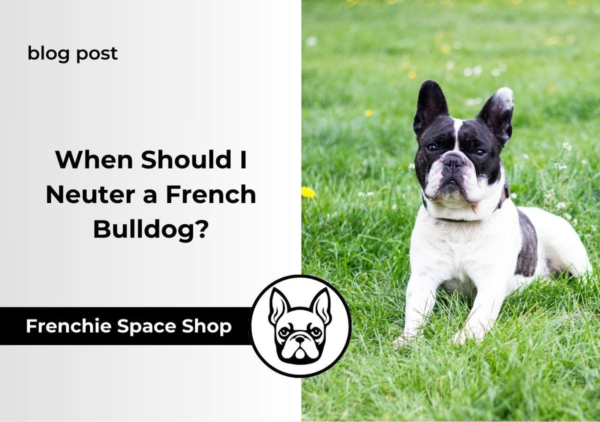 french bulldog neutering