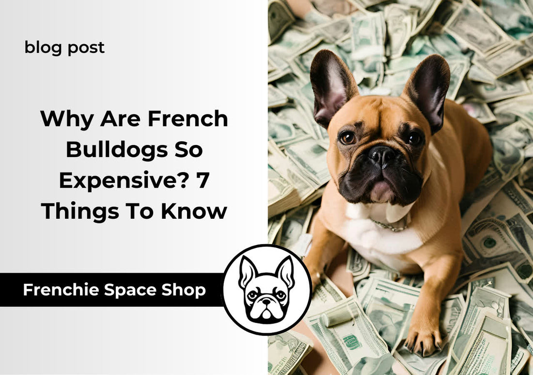 Why Are French Bulldogs So Expensive? 7 Things To Know