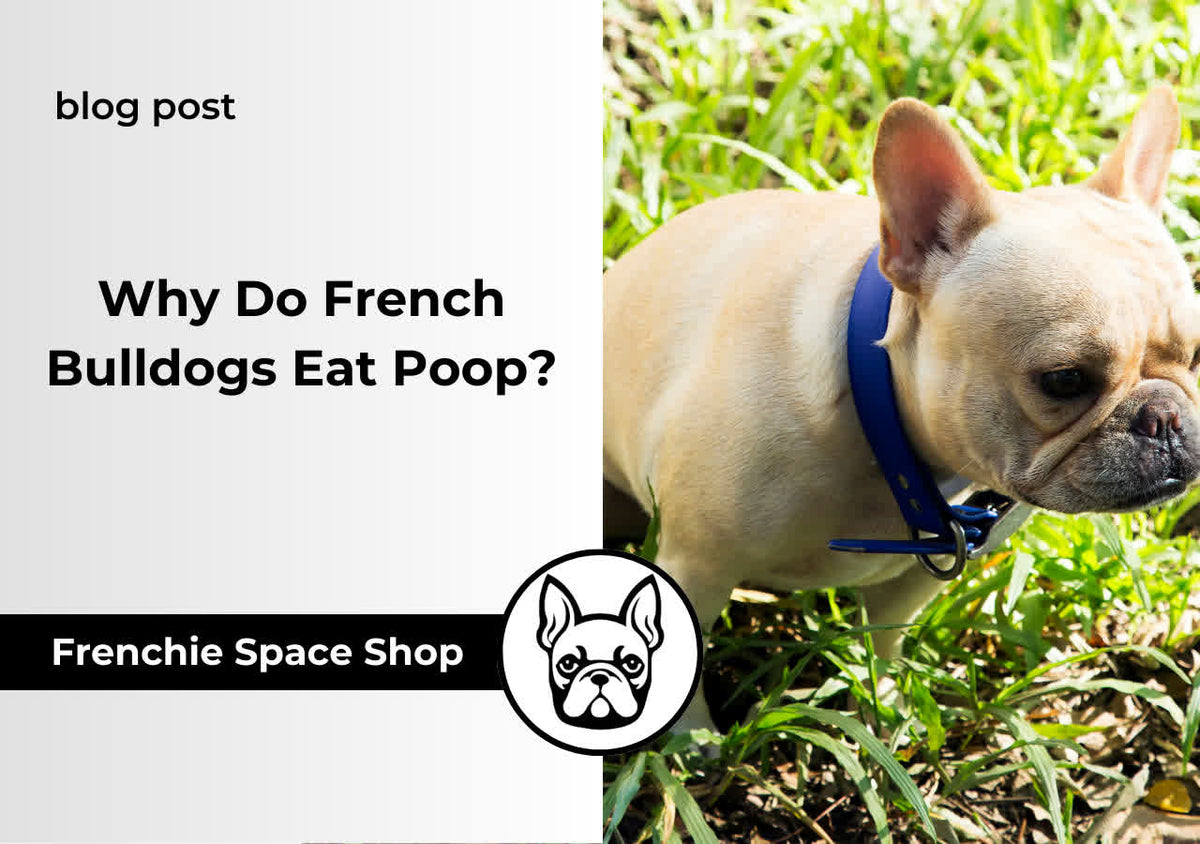 Why Do French Bulldogs Eat Poop? Understanding and Preventing Coprophagia
