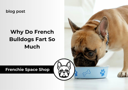 Why Do French Bulldogs Fart So Much? 8 Main Reasons