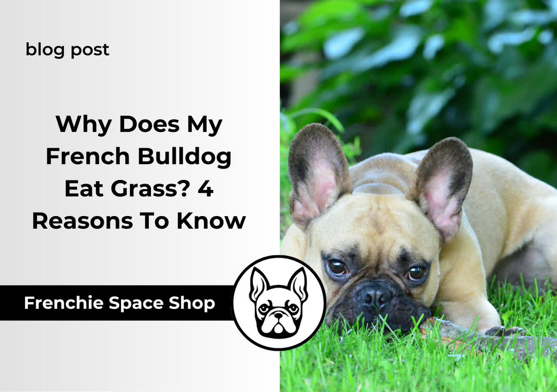 frenchie eats grass