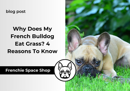 frenchie eats grass