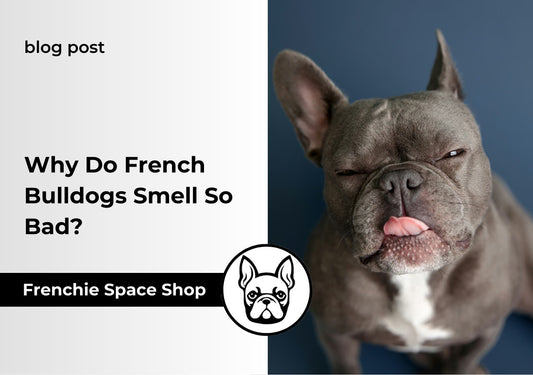 french bulldogs stink
