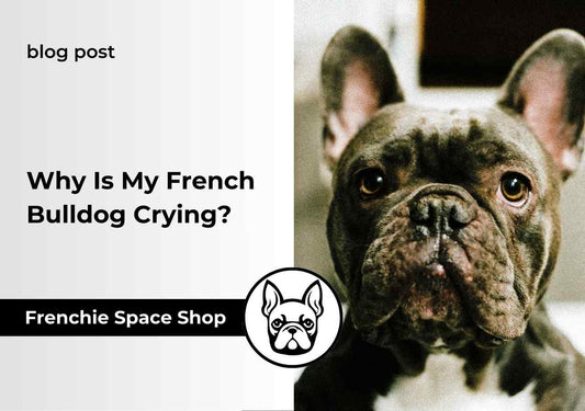 Why Is My French Bulldog Crying? 8 Common Reasons
