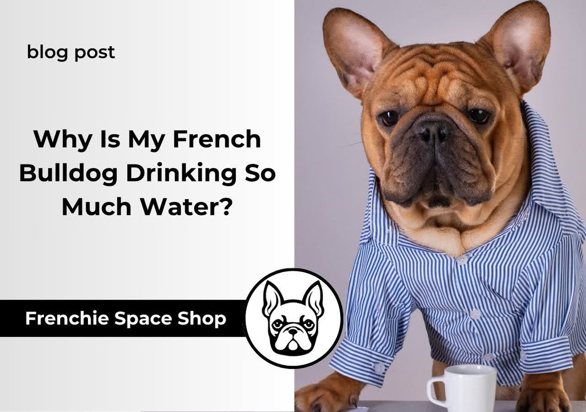 Why Is My French Bulldog Drinking So Much Water
