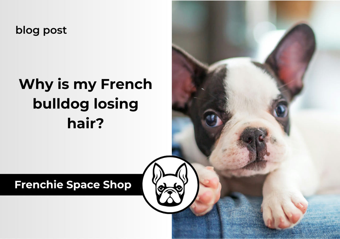 french bulldog losing hair