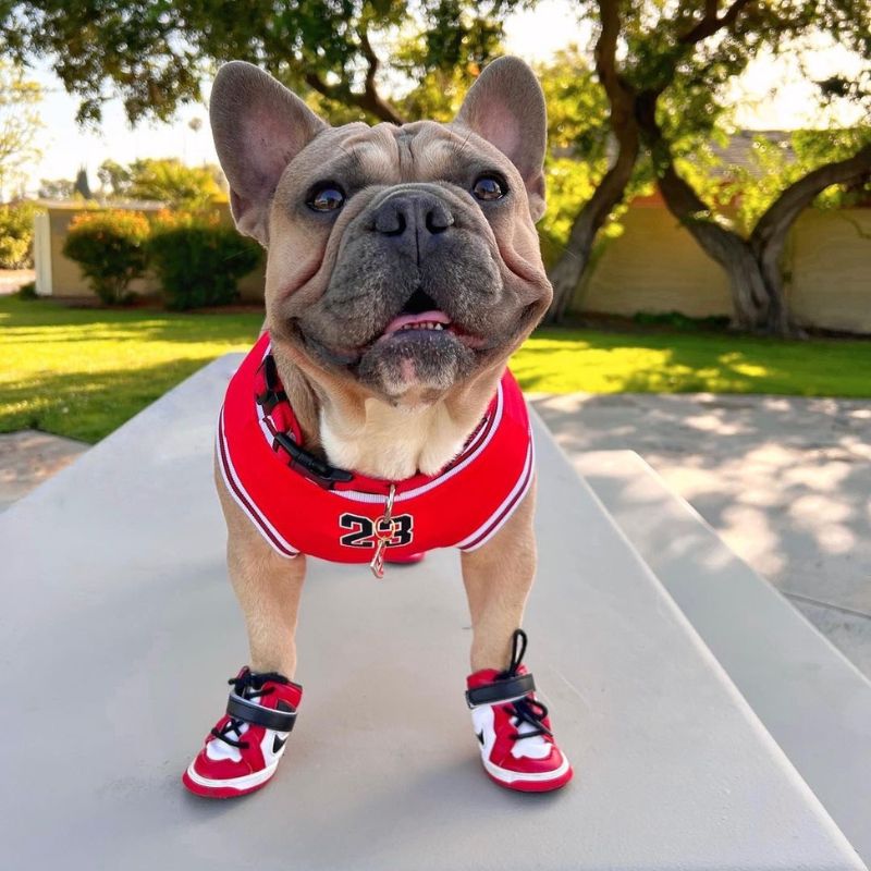 frenchie space shop basketball french bulldog vest