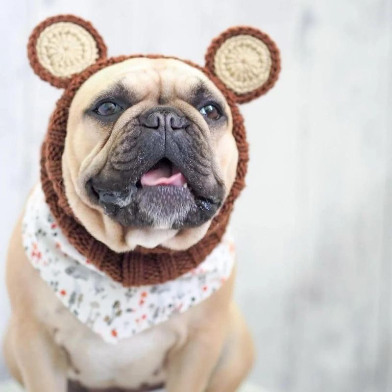 bear french bulldog hat